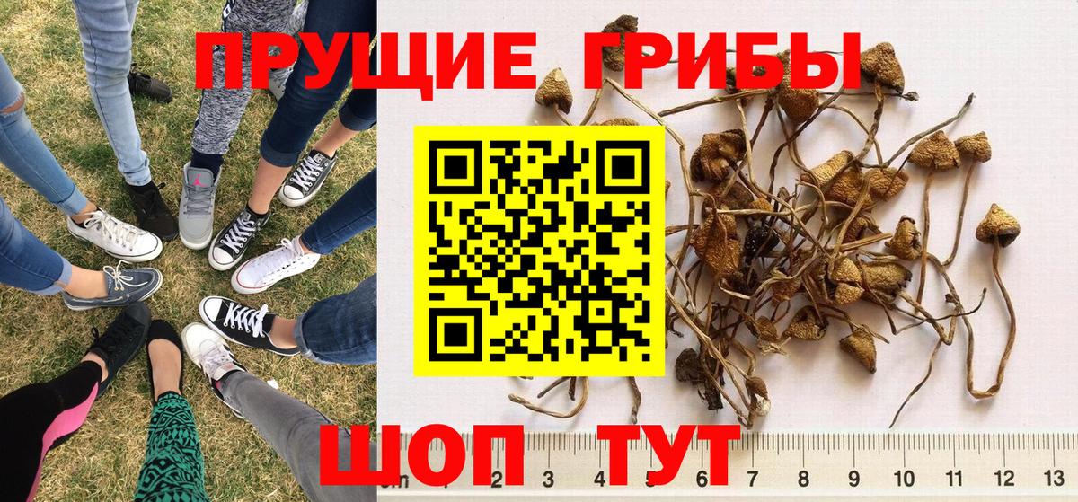 Галлюциногенные грибы прущие грибы Славгород